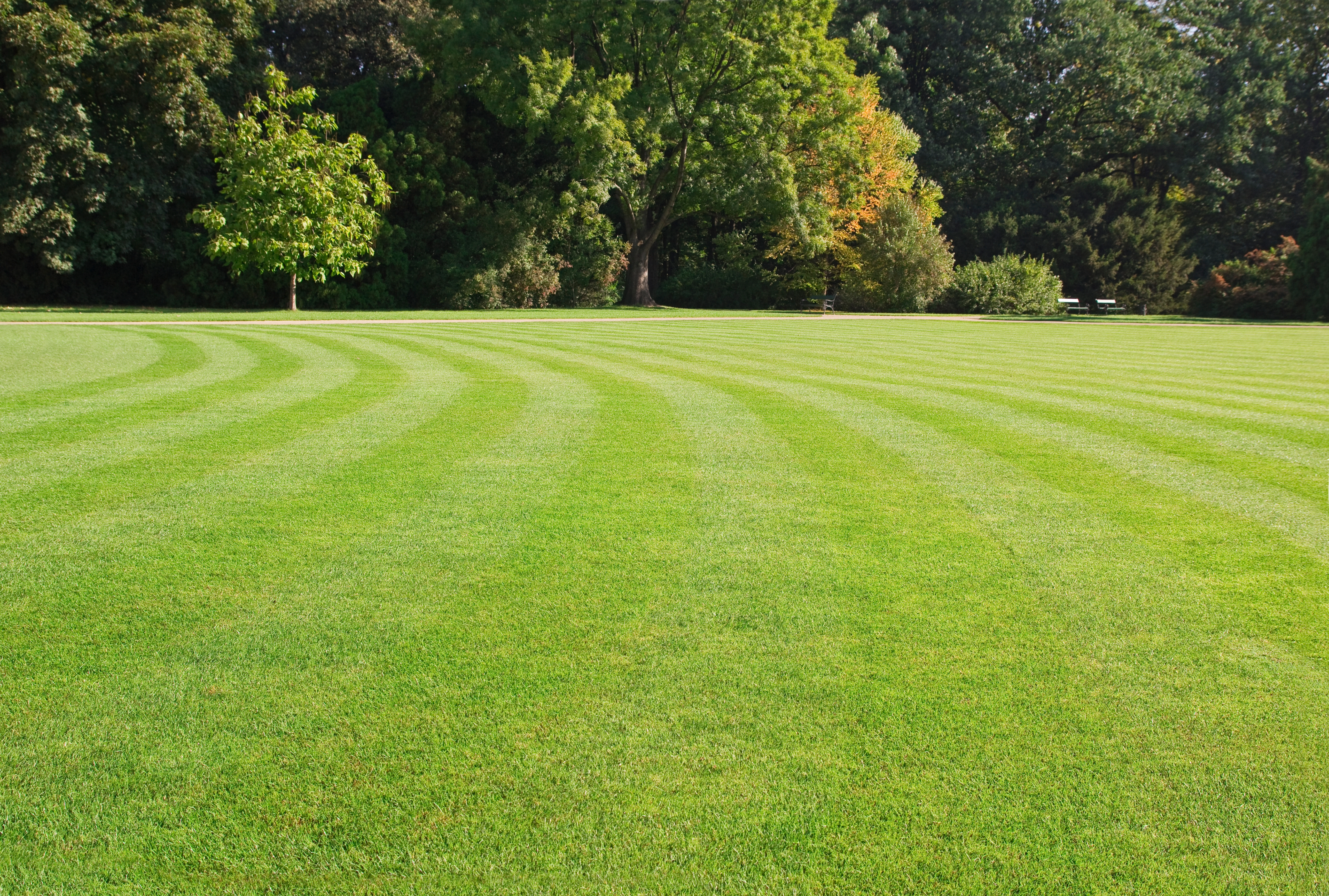 Image of House, Lawn, and Tree